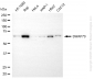 KD-Validated Anti-SWAP70 Mouse Monoclonal Antibody