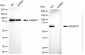 KD-Validated Anti-SWAP70 Mouse Monoclonal Antibody