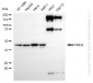 KD-Validated Anti-PREB Rabbit Monoclonal Antibody