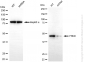KD-Validated Anti-PREB Rabbit Monoclonal Antibody