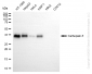 KD-Validated Anti-Cathepsin Z Rabbit Monoclonal Antibody