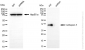 KD-Validated Anti-Cathepsin Z Rabbit Monoclonal Antibody