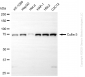 KD-Validated Anti-Cullin 5 Rabbit Monoclonal Antibody