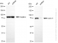 KD-Validated Anti-Cullin 5 Rabbit Monoclonal Antibody