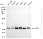 KD-Validated Anti-ECI1 Rabbit Monoclonal Antibody