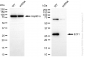 KD-Validated Anti-ECI1 Rabbit Monoclonal Antibody