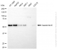 KD-Validated Anti-GSDME Rabbit Monoclonal Antibody
