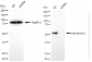 KD-Validated Anti-GSDME Rabbit Monoclonal Antibody