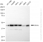 KD-Validated Anti-FNTA Rabbit Monoclonal Antibody