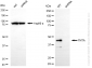 KD-Validated Anti-FNTA Rabbit Monoclonal Antibody
