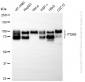 KD-Validated Anti-ITGB5 Rabbit Monoclonal Antibody