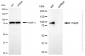 KD-Validated Anti-ITGB5 Rabbit Monoclonal Antibody