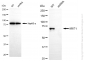 KD-Validated Anti-KRIT1 Rabbit Monoclonal Antibody