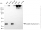 KD-Validated Anti-Lactate Dehydrogenase C Rabbit Monoclonal Antibody