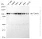 KD-Validated Anti-MAPK6 Rabbit Monoclonal Antibody