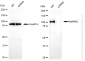 KD-Validated Anti-MAPK6 Rabbit Monoclonal Antibody