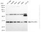 KD-Validated Anti-POLDIP2 Rabbit Monoclonal Antibody