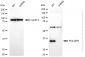 KD-Validated Anti-POLDIP2 Rabbit Monoclonal Antibody