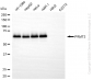 KD-Validated Anti-PRMT3 Rabbit Monoclonal Antibody