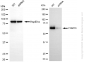 KD-Validated Anti-PRMT3 Rabbit Monoclonal Antibody