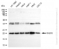 KD-Validated Anti-RAB10 Rabbit Monoclonal Antibody