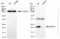 KD-Validated Anti-RAB10 Rabbit Monoclonal Antibody