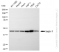 KD-Validated Anti-Septin 7 Rabbit Monoclonal Antibody