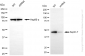 KD-Validated Anti-Septin 7 Rabbit Monoclonal Antibody