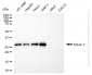 KD-Validated Anti-SIRT3 Rabbit Monoclonal Antibody