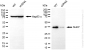 KD-Validated Anti-SLBP Rabbit Monoclonal Antibody