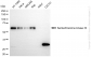 KD-Validated Anti-STK33 Rabbit Monoclonal Antibody