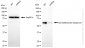 KD-Validated Anti-STK33 Rabbit Monoclonal Antibody