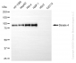 KD-Validated Anti-Striatin 4 Rabbit Monoclonal Antibody
