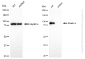 KD-Validated Anti-Striatin 4 Rabbit Monoclonal Antibody