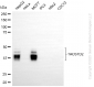 KD-Validated Anti-TACSTD2 Rabbit Monoclonal Antibody