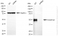 KD-Validated Anti-TACSTD2 Rabbit Monoclonal Antibody