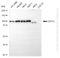 KD-Validated Anti-TAF1C Rabbit Monoclonal Antibody