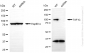 KD-Validated Anti-TAF1C Rabbit Monoclonal Antibody