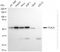 KD-Validated Anti-TEAD4 Rabbit Monoclonal Antibody