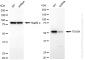 KD-Validated Anti-TEAD4 Rabbit Monoclonal Antibody
