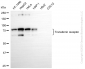 KD-Validated Anti-Transferrin Receptor Rabbit Monoclonal Antibody
