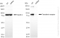 KD-Validated Anti-Transferrin Receptor Rabbit Monoclonal Antibody