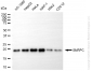 KD-Validated Anti-SNRPC Rabbit Monoclonal Antibody