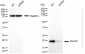 KD-Validated Anti-SNRPC Rabbit Monoclonal Antibody