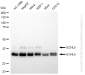 KD-Validated Anti-UCHL5 Rabbit Monoclonal Antibody