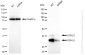 KD-Validated Anti-UCHL5 Rabbit Monoclonal Antibody
