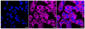 KD-Validated Anti-PKC alpha Rabbit Monoclonal Antibody