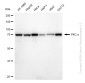 KD-Validated Anti-PKC alpha Rabbit Monoclonal Antibody