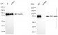 KD-Validated Anti-PKC alpha Rabbit Monoclonal Antibody