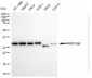 KD-Validated Anti-MRPS18B Rabbit Monoclonal Antibody